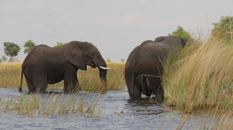 Elephants in the Okavango delta, Botswana