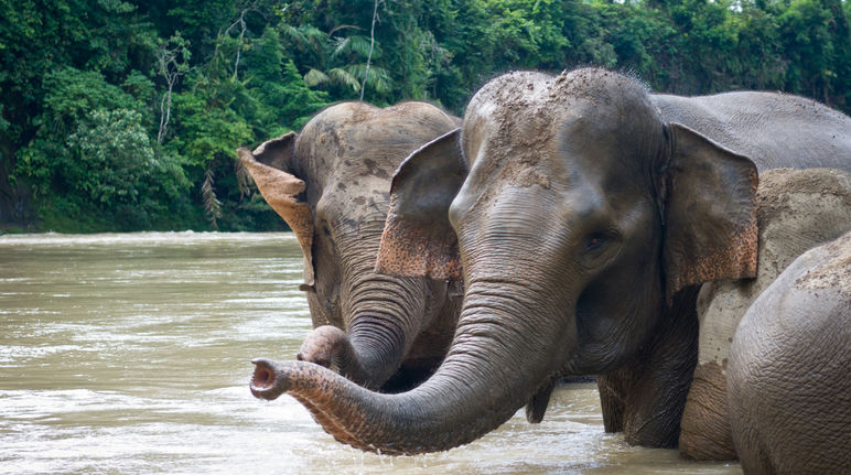 Elephants enjoying a bath