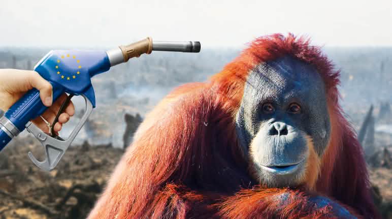 Around 60% of the palm oil consumed in EU countries is used as biofuel in motor vehicles and power plants Biofuel photomontage