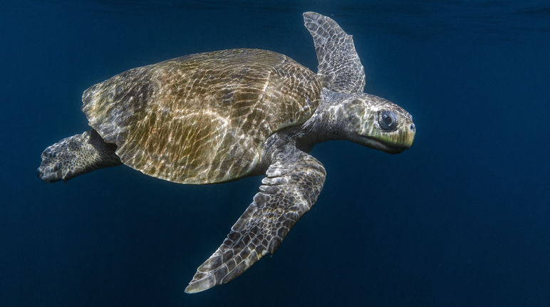 Olive Ridley sea turtle