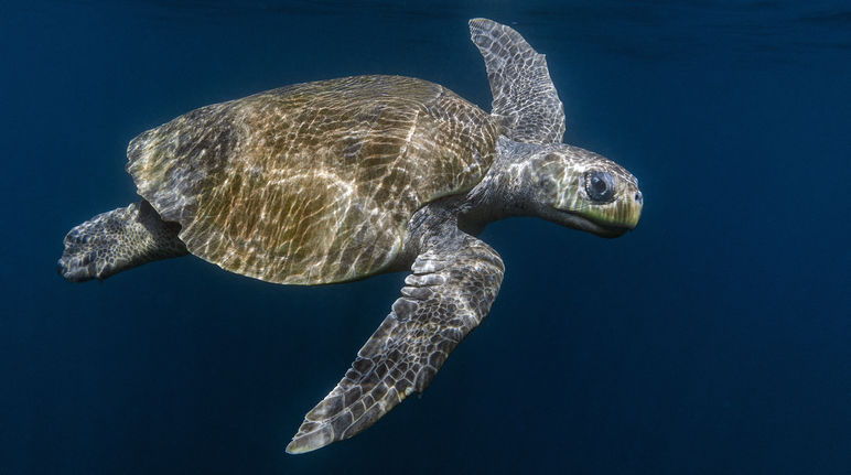 A rare sight: an Olive Ridley sea turtle Olive Ridley sea turtle