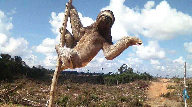 Three-toed sloth in a rainforest clearing in Peru