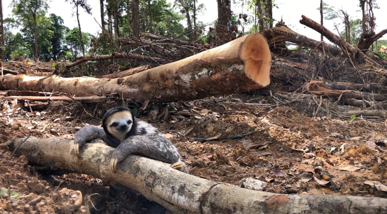 A white-throated sloth clings to the trunk of a felled tree in the rainforest