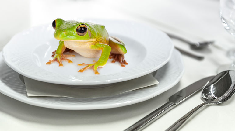 Frogs’ legs are considered a delicacy in France, Belgium and the southern USA. Frog on a plate