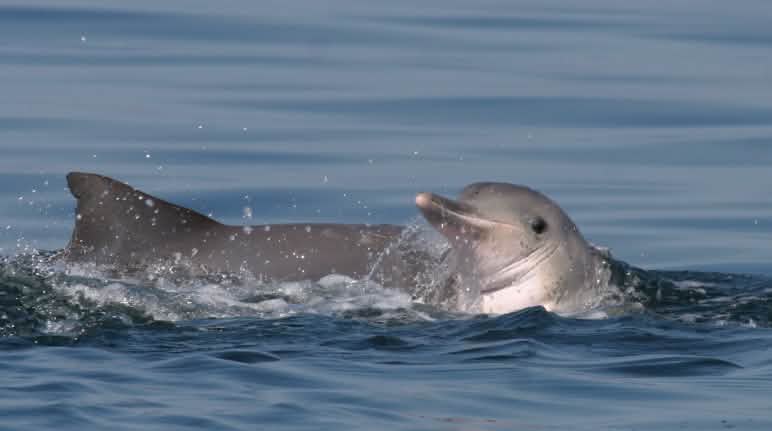 Guiana dolphins Guiana dolphins