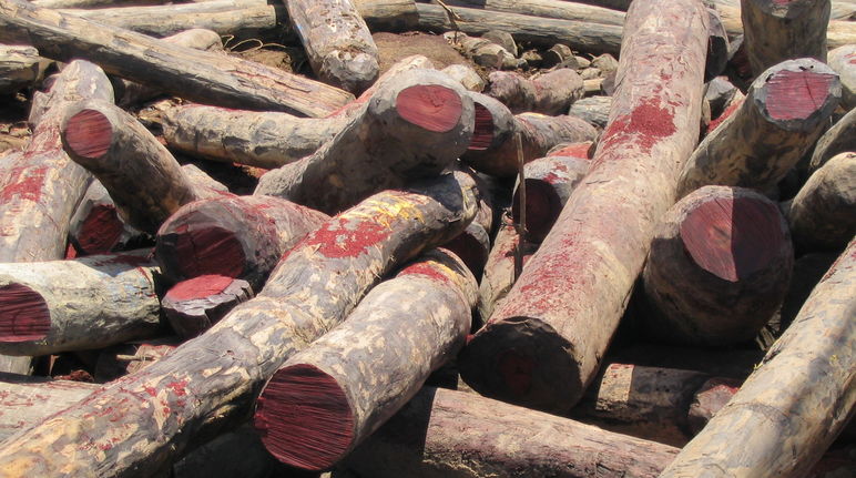 Illegally logged rosewood in Madagascar