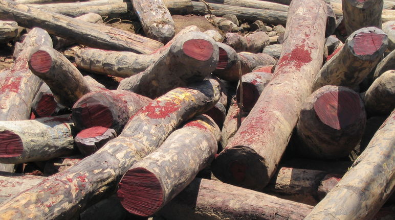 Rosewood and ebony are being logged illegally in Africa Illegally logged rosewood in Madagascar