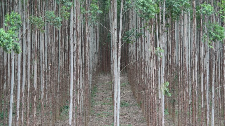 Eucalyptus tree plantation