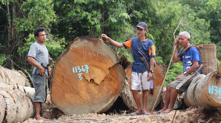 Clearing in Kinipan forest – indigenous people next to tree trunks