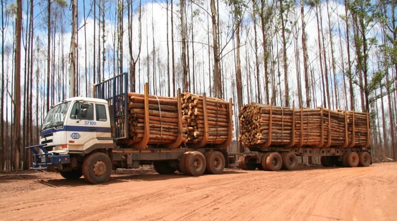 A truck with trailer  loaded with logs before a burned eucalyptus plantation