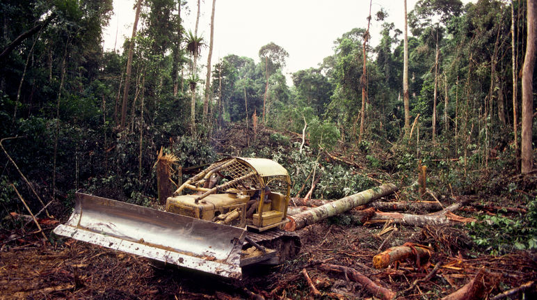 Bulldozer in forest