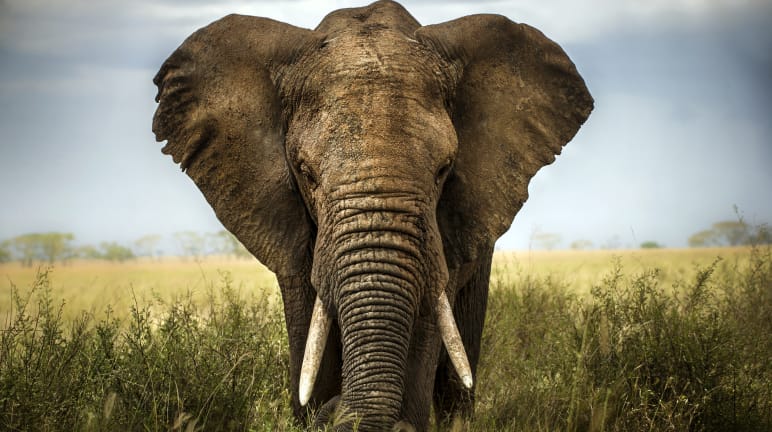 This is what's at stake. An African elephant