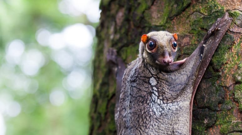 Malayan flying lemur on Borneo