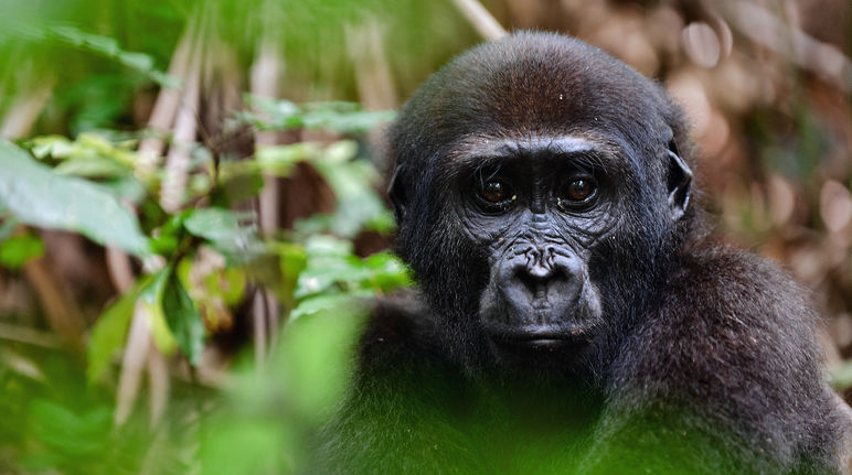 Western lowland gorilla (Gorilla gorilla gorilla)