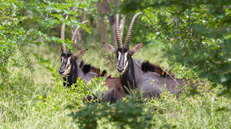 Sable antelopes can’t survive on pulp plantations. Sable antelope (Hippotragus Niger)