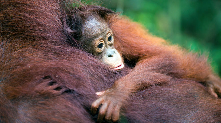 Baby orangutan