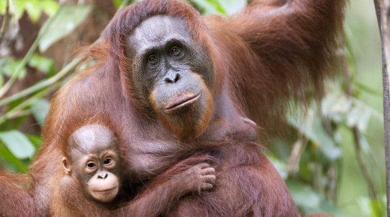 Orangutan mother and infant
