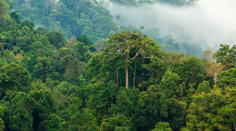 Rainforest in the morning mist