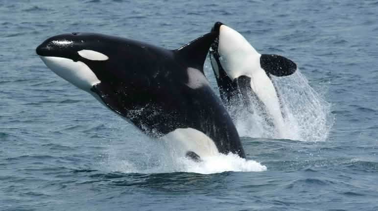 Tanker traffic would endanger 75 orcas off the coast of British Columbia. Two orcas