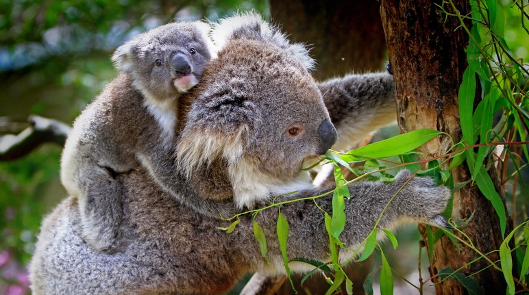 Koala mother and cub