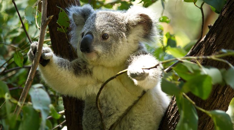 Koalas are under special protection, yet their habitat is being destroyed. Koala on tree