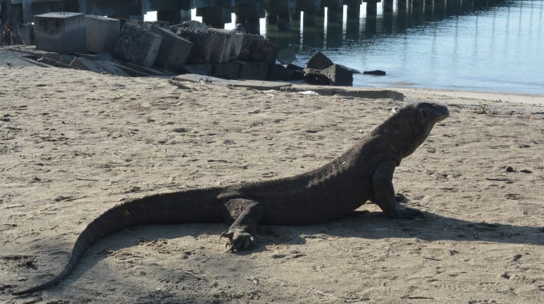 a Komodo dragon near a jetty