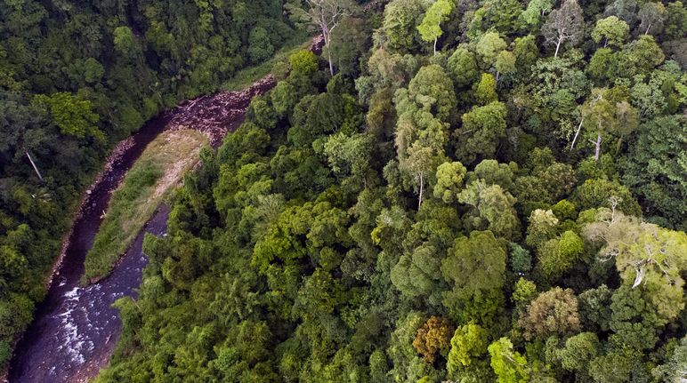Aerial view of a river in the Leuser Ecosystem