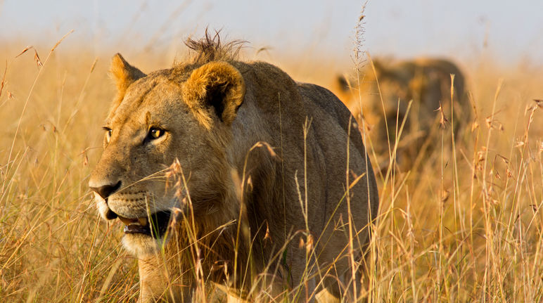 Lions in the savanna