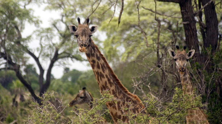 Masai giraffes, Selous Game Reserve, Tanzania