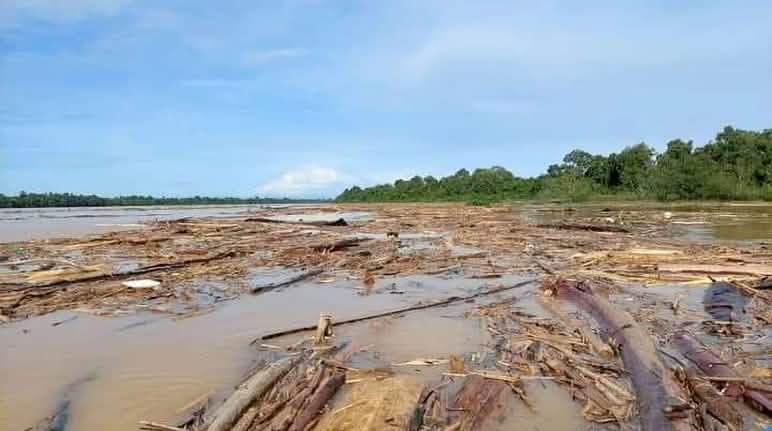 Logs clogging the Baleh River in Malaysia Logjam blocking a river