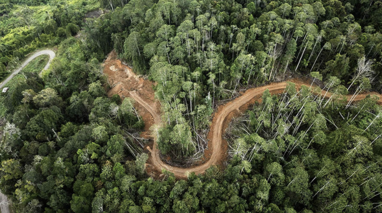 Aerial photo of track through forest