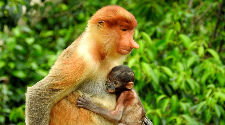Stop the destruction of Borneo's proboscis monkey forest! - Rainforest  Rescue