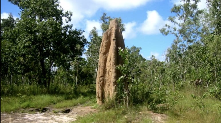 Termite mound