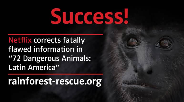 Black howler monkey (Alouatta carayá) with text "Success!"
