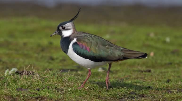 The EU’s protected areas are safe A lapwing