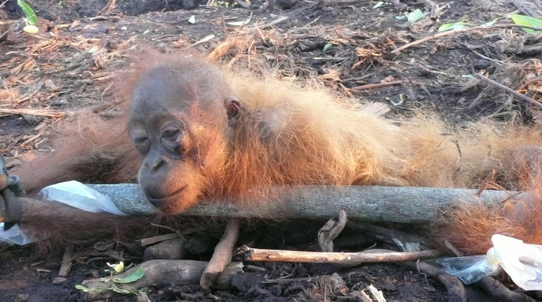 Juvenile orangutan on an oil palm plantation