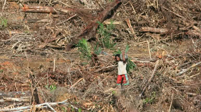 Deforestation in Papua province Oil palm plantation on Papua