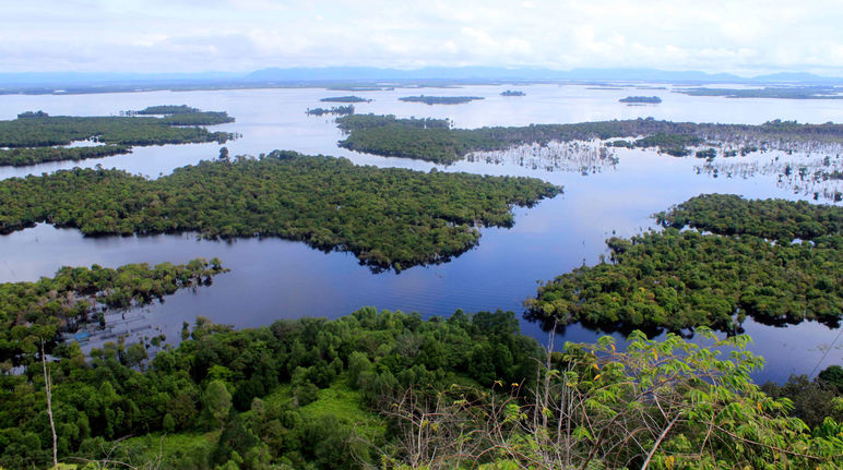 Mangroves