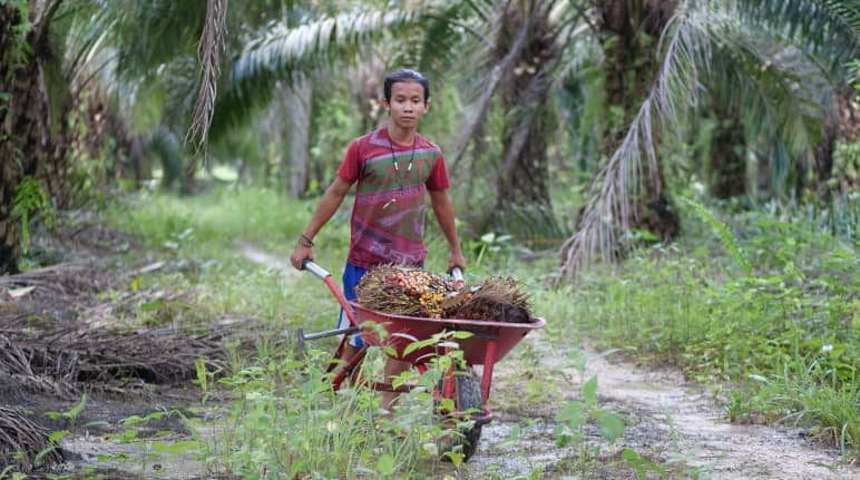 A young Indonesian with a wheelbarrow filled with palm fruits