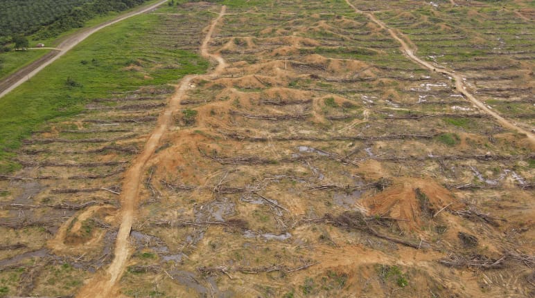 Deforestation in Sorong, West Papua, Indonesia by the company IKSJ