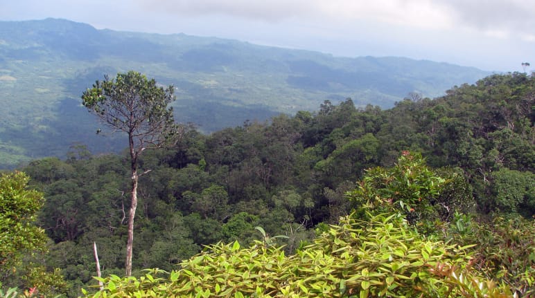 Mountain landscape with dense forest