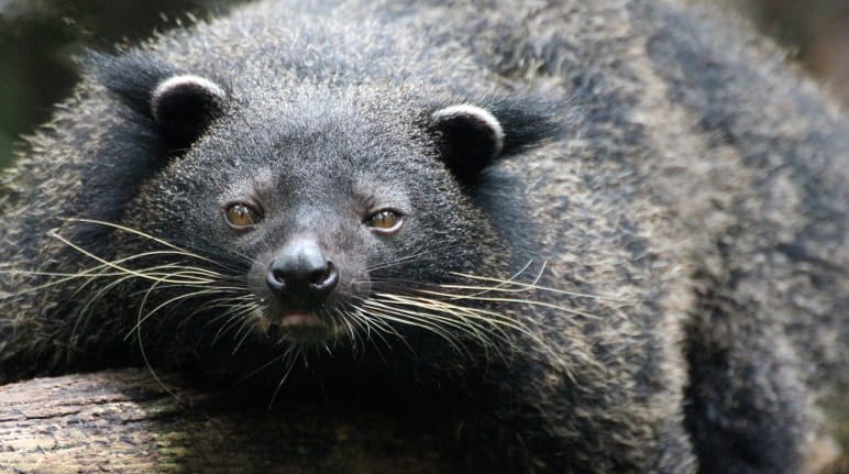 Black bear-like animal with long whiskers lies on a tree trunk and faces the camera