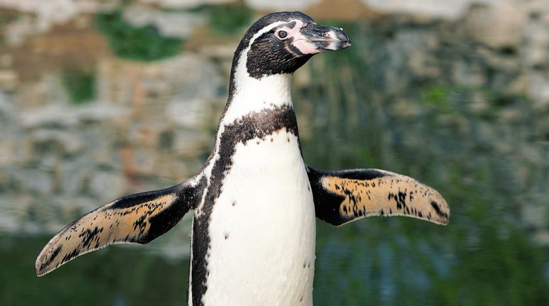 13,000 pairs of the endangered Humboldt penguins breed in Chile’s La Higuera/Isla Chañaral region Humboldt penguin