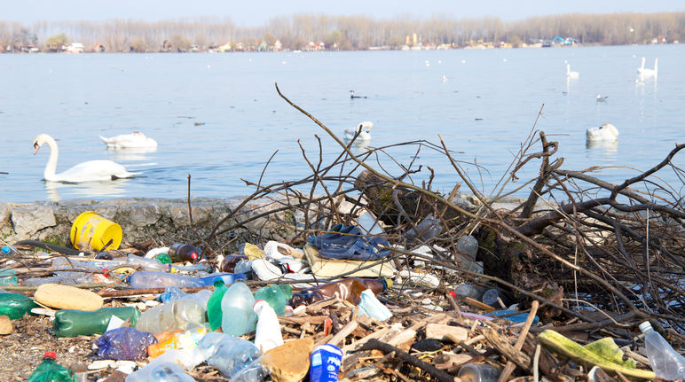 Plastic waste on the banks of the Danube and swans on the water