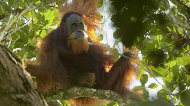 The Tapanuli orangutan: only just discovered, soon to be extinct? Tapanuli orangutan