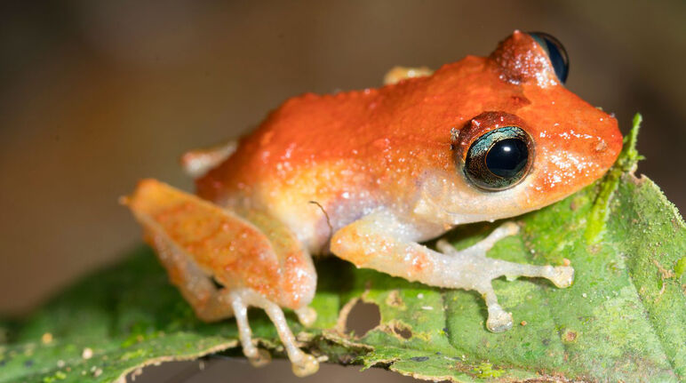 Pristimantis frog