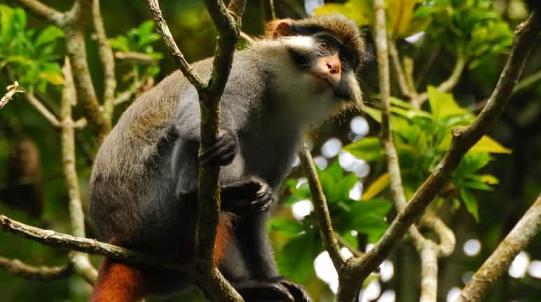 A red-eared guenon in Ebo Forest, Cameroon Red-eared guenon (Cercopithecus erythrotis) in Cameroon