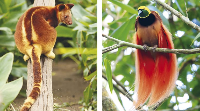 Collage: biodiversity in Papua