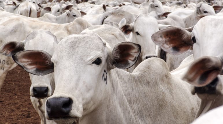 Cattle herd in Mato Grosso