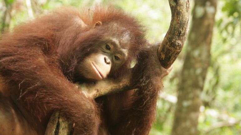 Orangutan in Central Kalimantan, Borneo